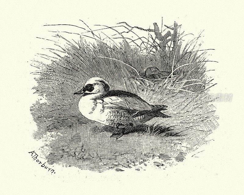 黄鸭(白粉Mergellus albellus)